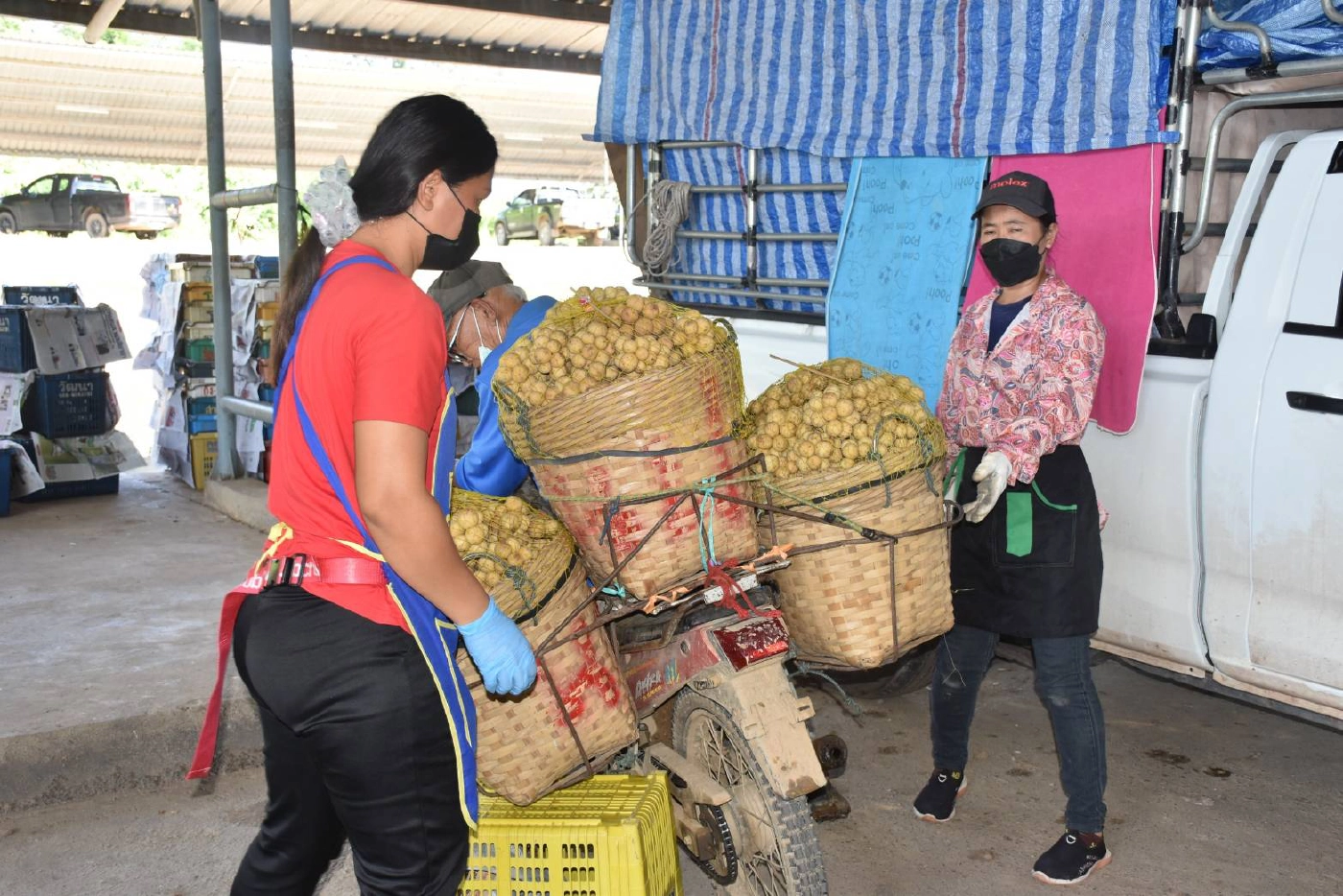 “ทำบุญ”เปิดตลาด“นานกกก”-รับซื้อลองกองลับแล