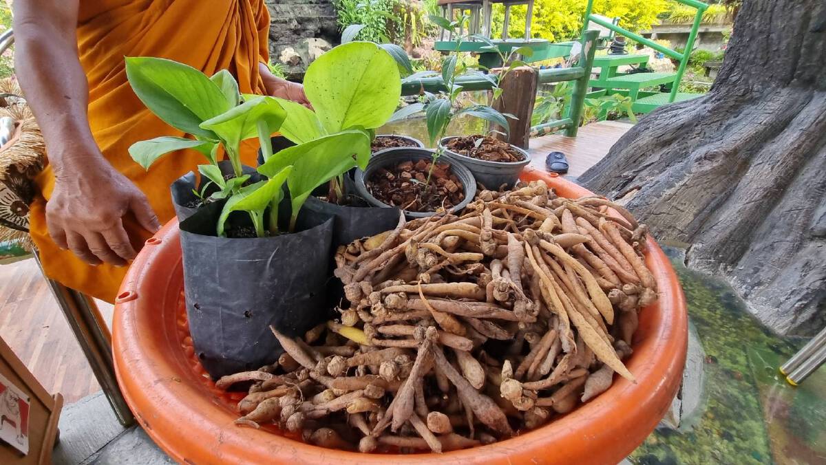 พระพยอม เชื่อมั่นสมุนไพรมีดีสร้างภูมิต้านทานไวรัสโควิด-19