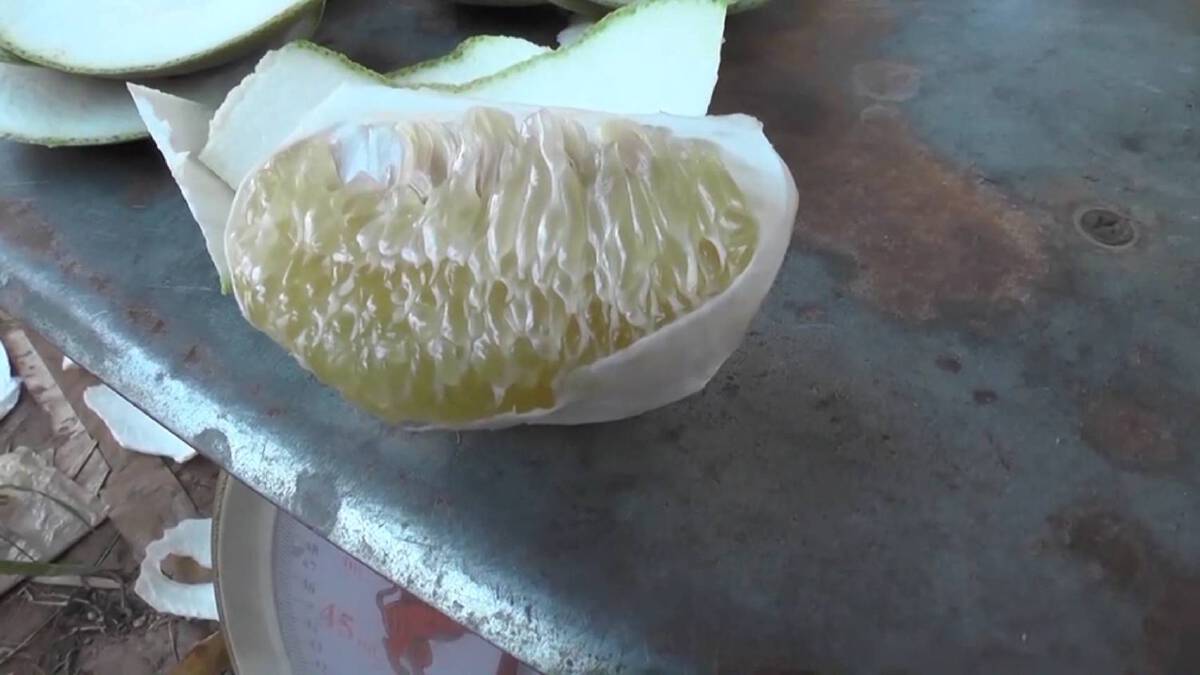 ส้มโอหวานเงินล้านบ้านแท่นขายดีมียอดส่งออกจีน ไม่กระทบแม้โควิดระบาด