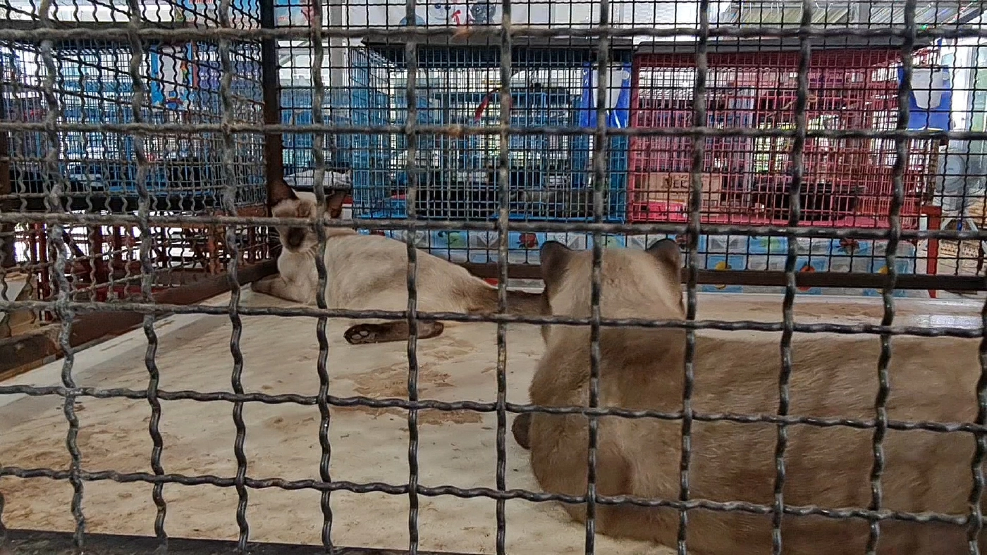 โควิดกระทบศูนย์อนุรักษ์แมวไทยโบราณทายาท