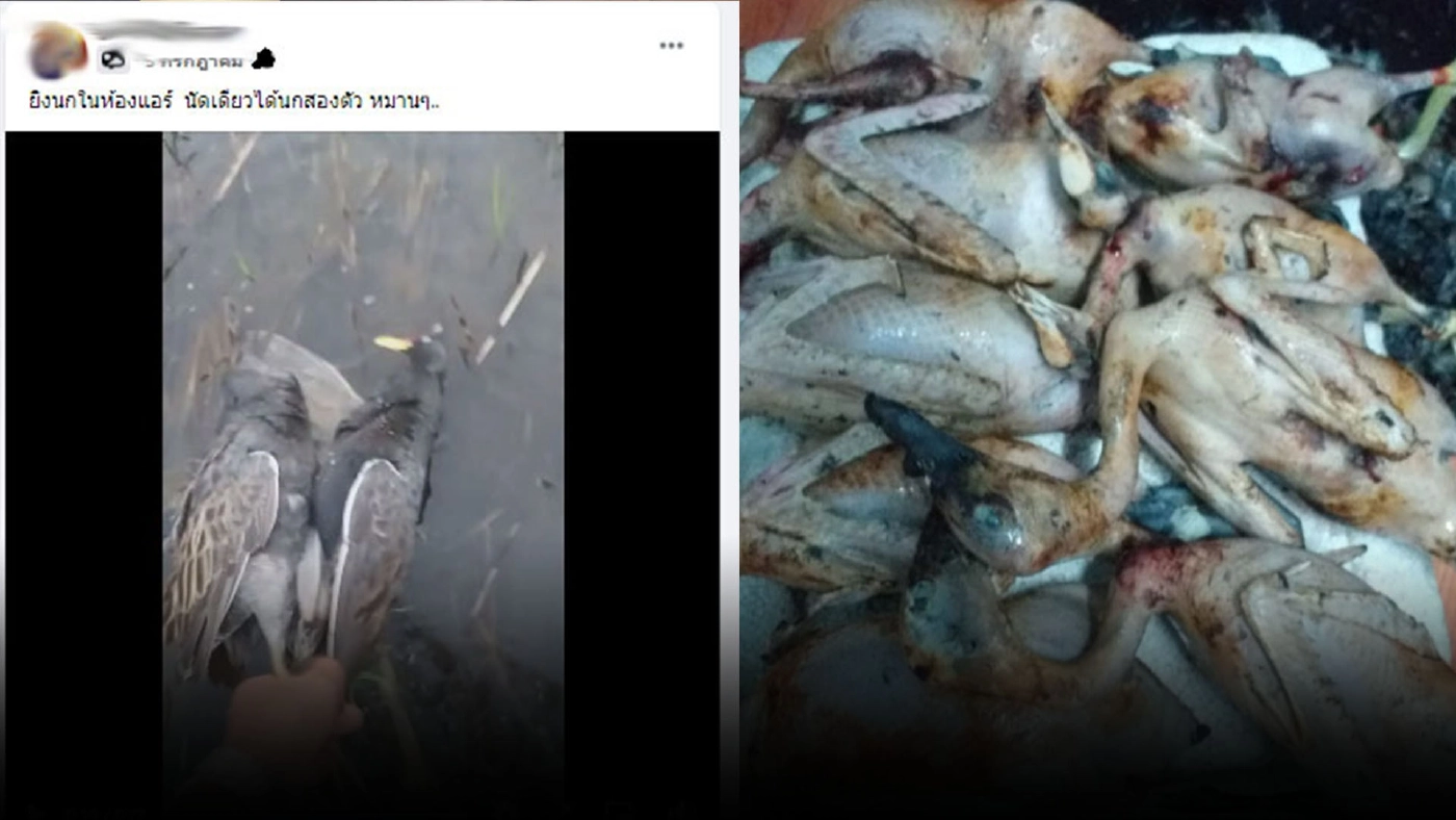 "พญาเสือ" จัดหนัก เอาผิดหนุ่มโพสต์คลิป "ล่าสัตว์ป่าคุ้มครอง"