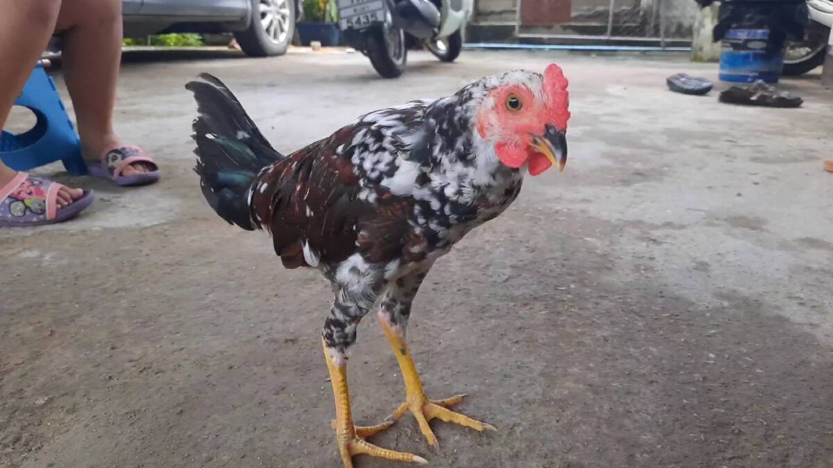 สุดเชื่อง“ไก่แจ้กำพร้าแสนรู้”แถมให้โชคเจ้าของ