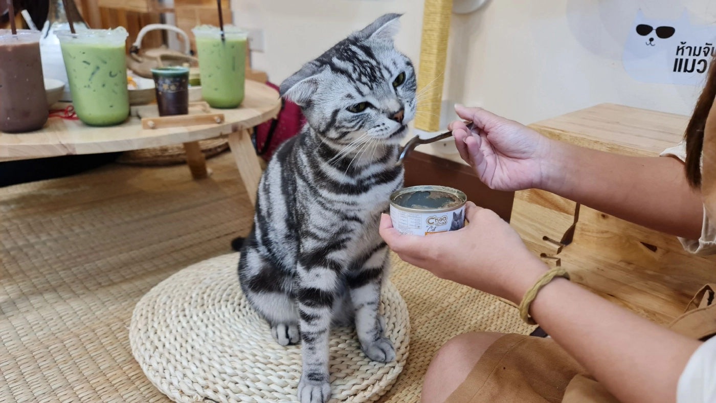 ธุรกิจโรงแรม&สปาแมว สไตล์ญี่ปุ่น-อาชีพทำเงินของคนรักน้องเหมียว