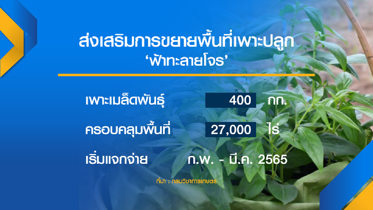 เกษตรฯอัด เงินกู้-เมล็ดพันธุ์ ดันปลูกฟ้าทะลายโจร