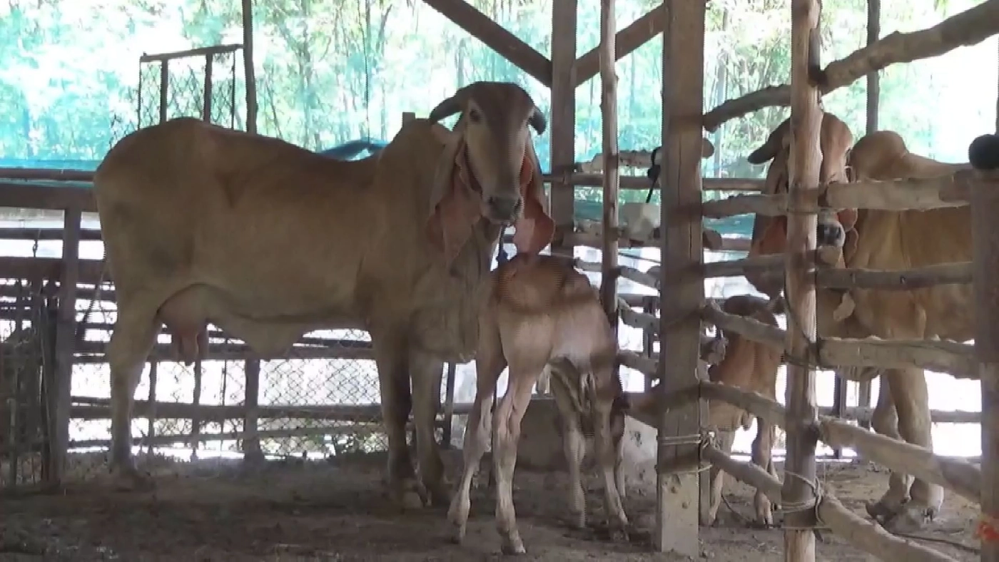 โควิดไร้ผลกระทบ ช่างแต่ง กีบวัว ทำเงิน 2 แสน/เดือน