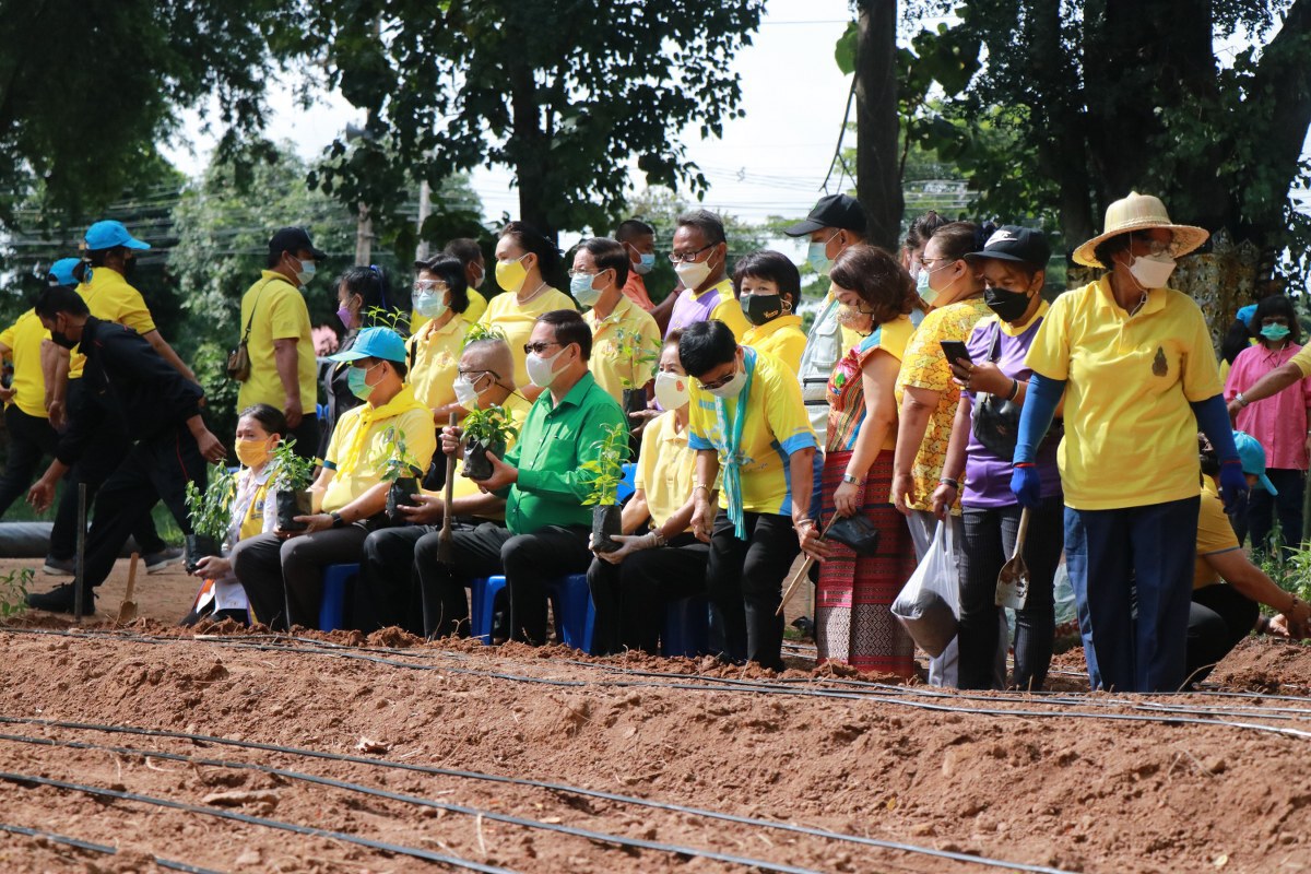 นำร่องปลูก"ฟ้าทะลายโจร"2,000ต้น-แหล่งกระจายพันธุ์