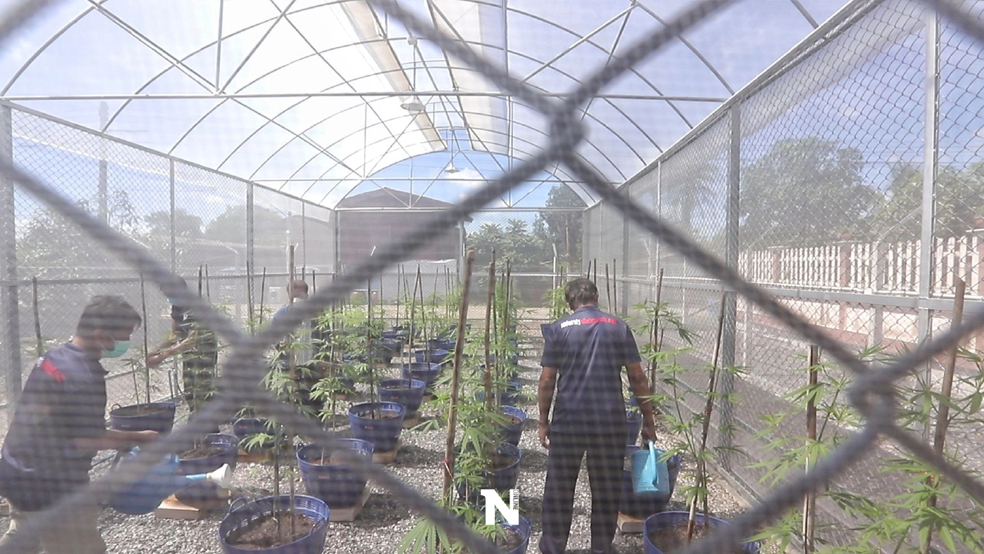 แห่งแรกของปทุมธานี ปลูกกัญชาทางการแพทย์ หวังฟื้นเศรษฐกิจชุมชน