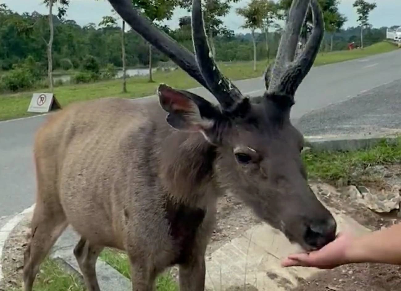 น่ารัก กวางป่าเขาใหญ่ สุดเชื่อง กินสปาเก็ตตี้และลำไย จากมือนักท่องเที่ยว