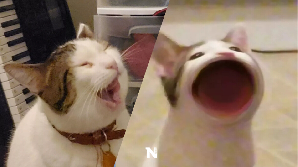 ทาสแมวใจละลาย! เปิดตัวจริงเจ้าเหมียวเกม POPCAT น่าฟัดสุด ๆ