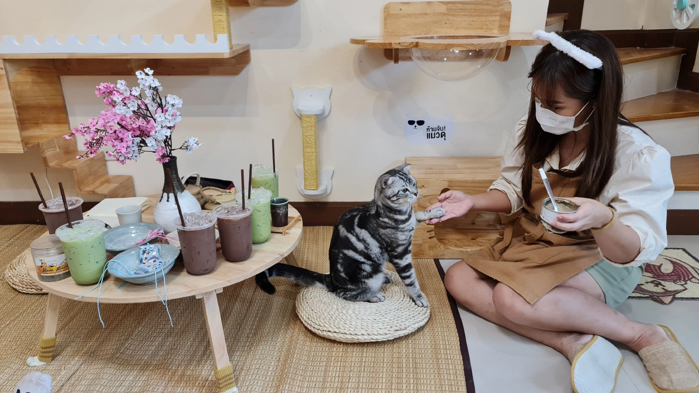 ธุรกิจโรงแรม&สปาแมว สไตล์ญี่ปุ่น-อาชีพทำเงินของคนรักน้องเหมียว
