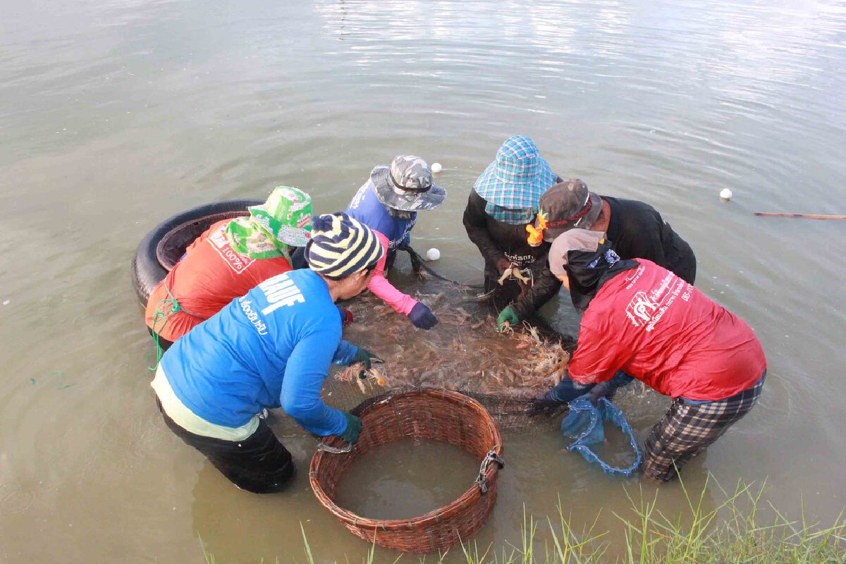 ชาวกาฬสินธุ์พร้อมเสิร์ฟกุ้งก้ามกรามรับมารตรการปลดล็อค