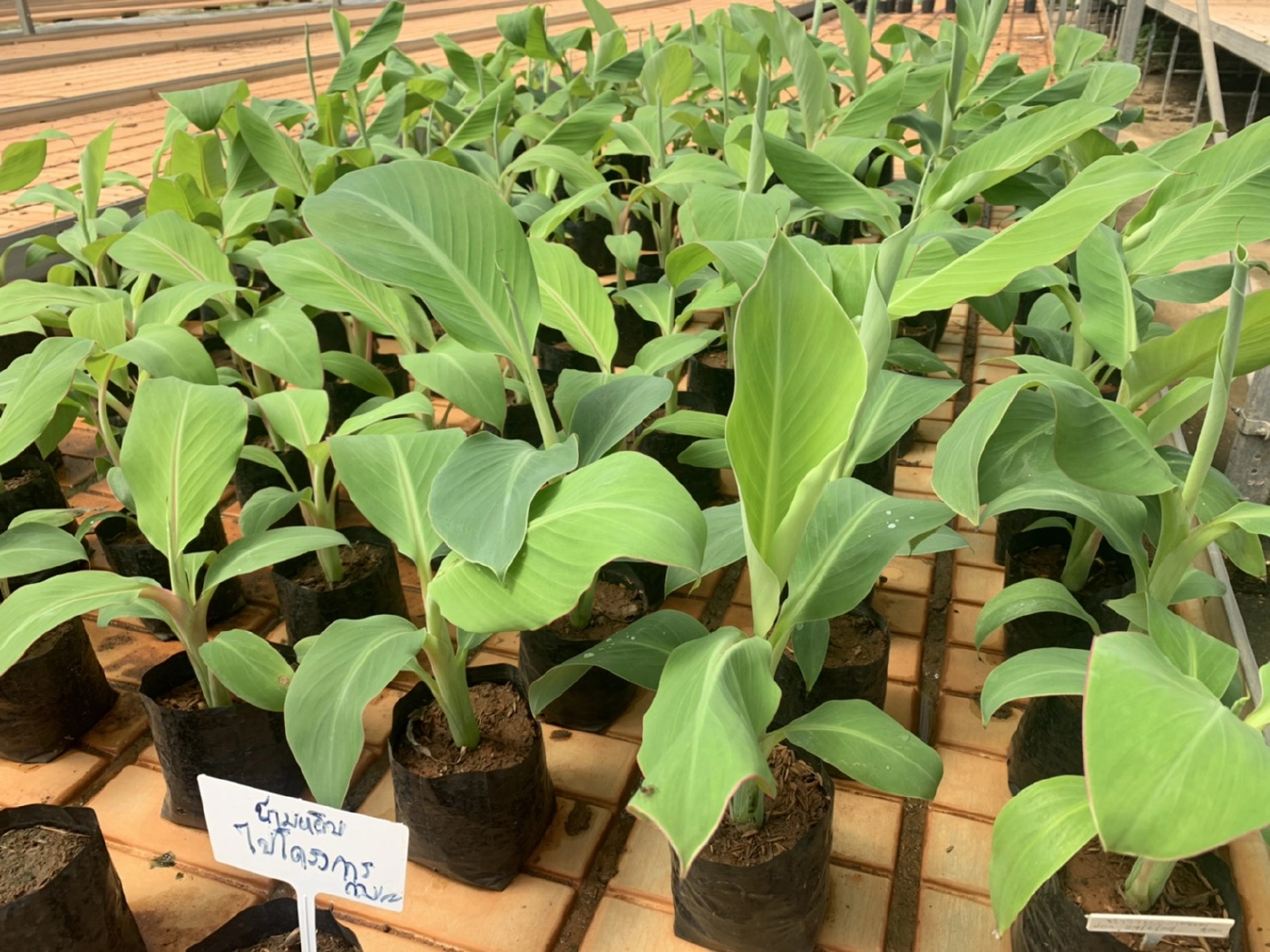 กระแสกล้วยด่างมาแรง ชาวตรังแห่หาซื้อถึงศูนย์เพาะเลี้ยงเนื้อเยื่อ