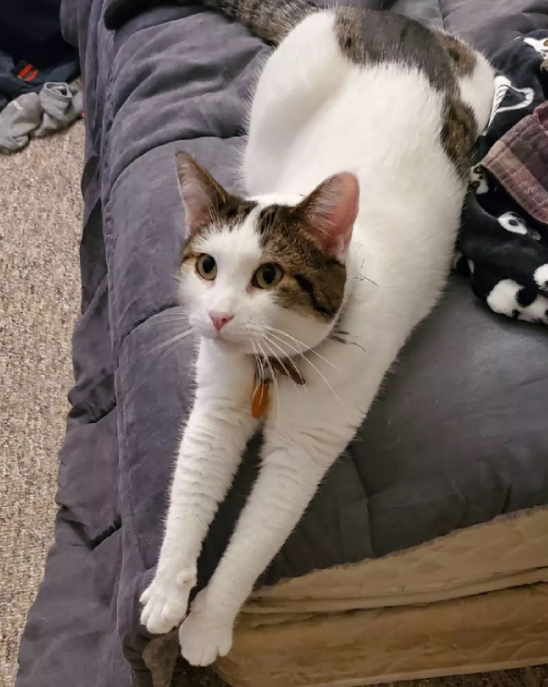 ทาสแมวใจละลาย! เปิดตัวจริงเจ้าเหมียวเกม POPCAT น่าฟัดสุด ๆ