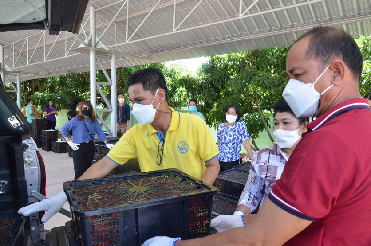 สหกรณ์เมืองน้ำดำ ซื้อเงาะช่วยชาวสวนสุราษฎร์ฯ 3 ตันผลผลิตตากค้างช่วงโควิด