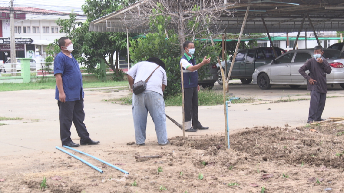 เกษตรพิจิตรนำร่อง-ขยายพันธุ์ต้นฟ้าทะลายโจรแจกชาวบ้าน