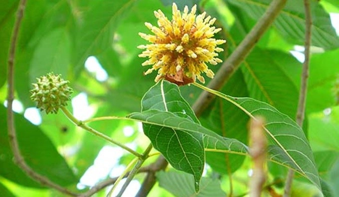 ย้อนวันวาน “กระท่อม” อดีตยาเสพติดที่เพิ่งถูกปลดแอก