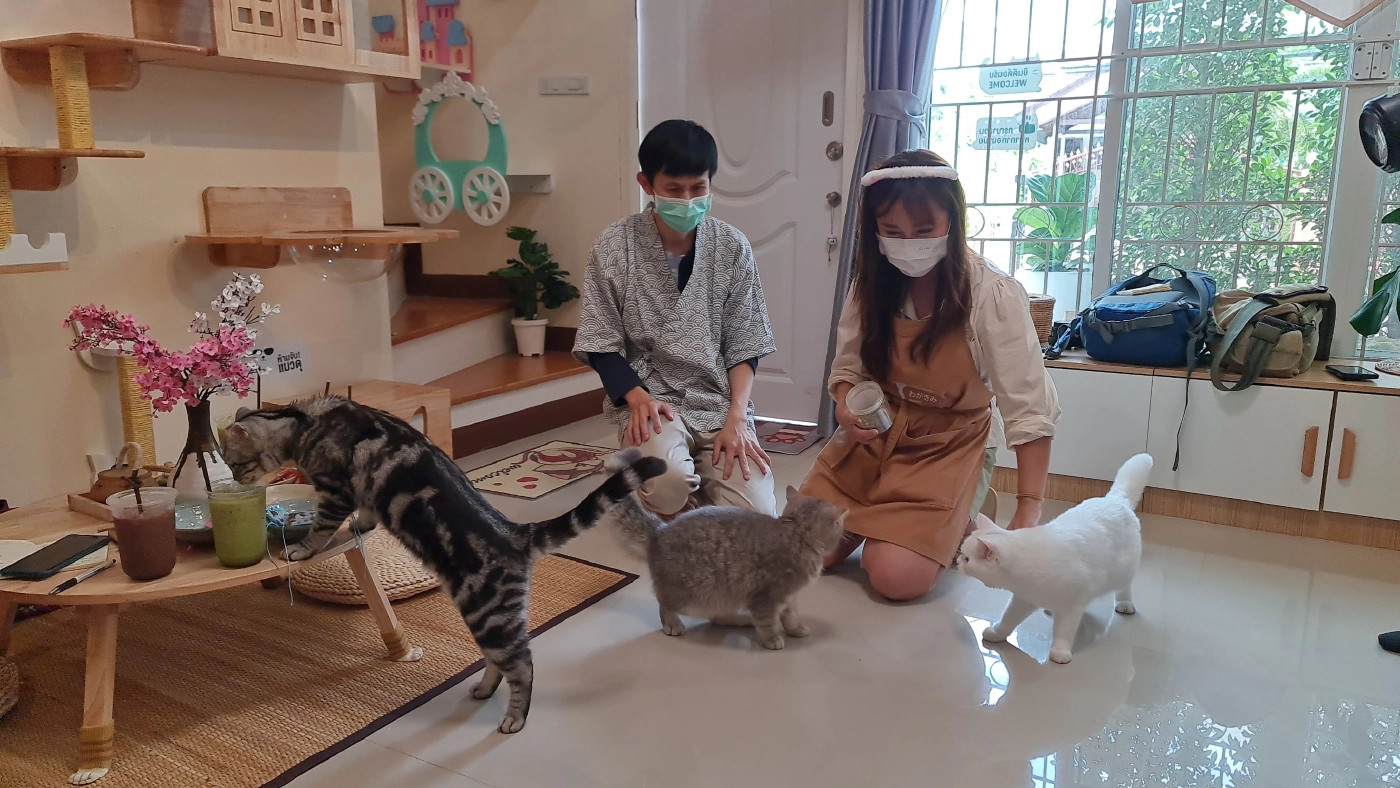ธุรกิจโรงแรม&สปาแมว สไตล์ญี่ปุ่น-อาชีพทำเงินของคนรักน้องเหมียว