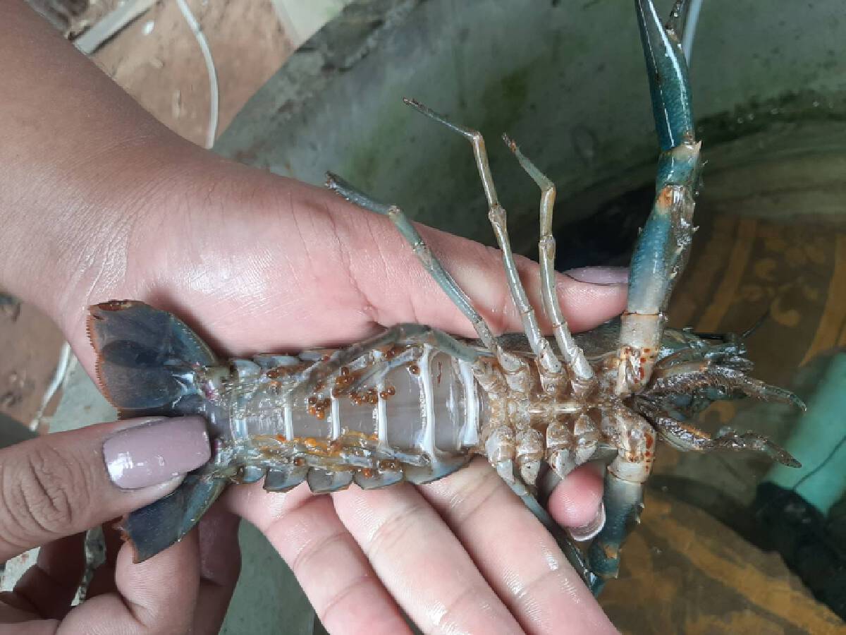 ว่างจากเรียนออนไลน์ ขายกุ้งรายได้งาม