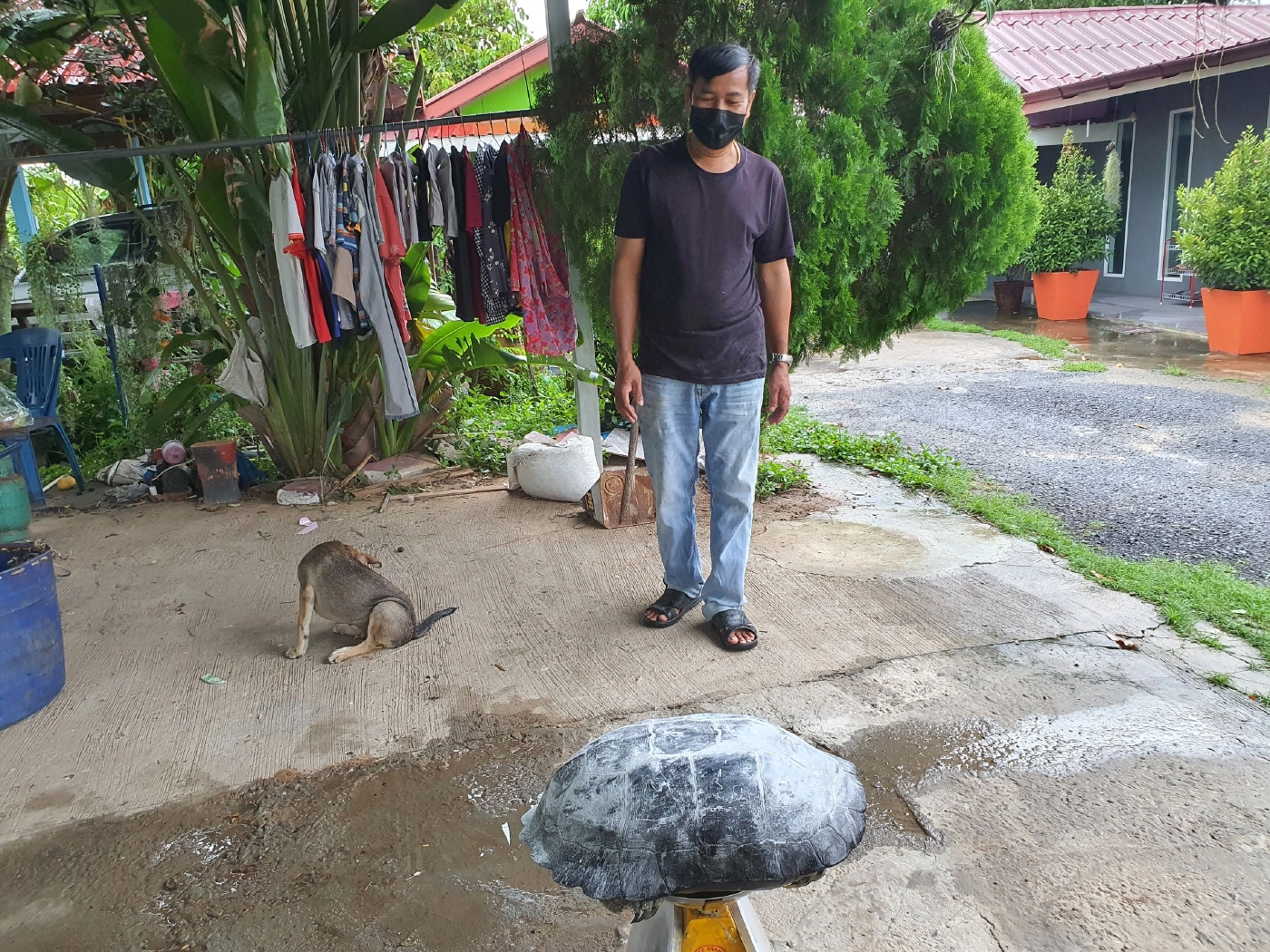 โค้งสุดท้ายก่อนวันหวยออก ชาวบ้านแห่ส่องเลขเด็ดเต่ายักษ์