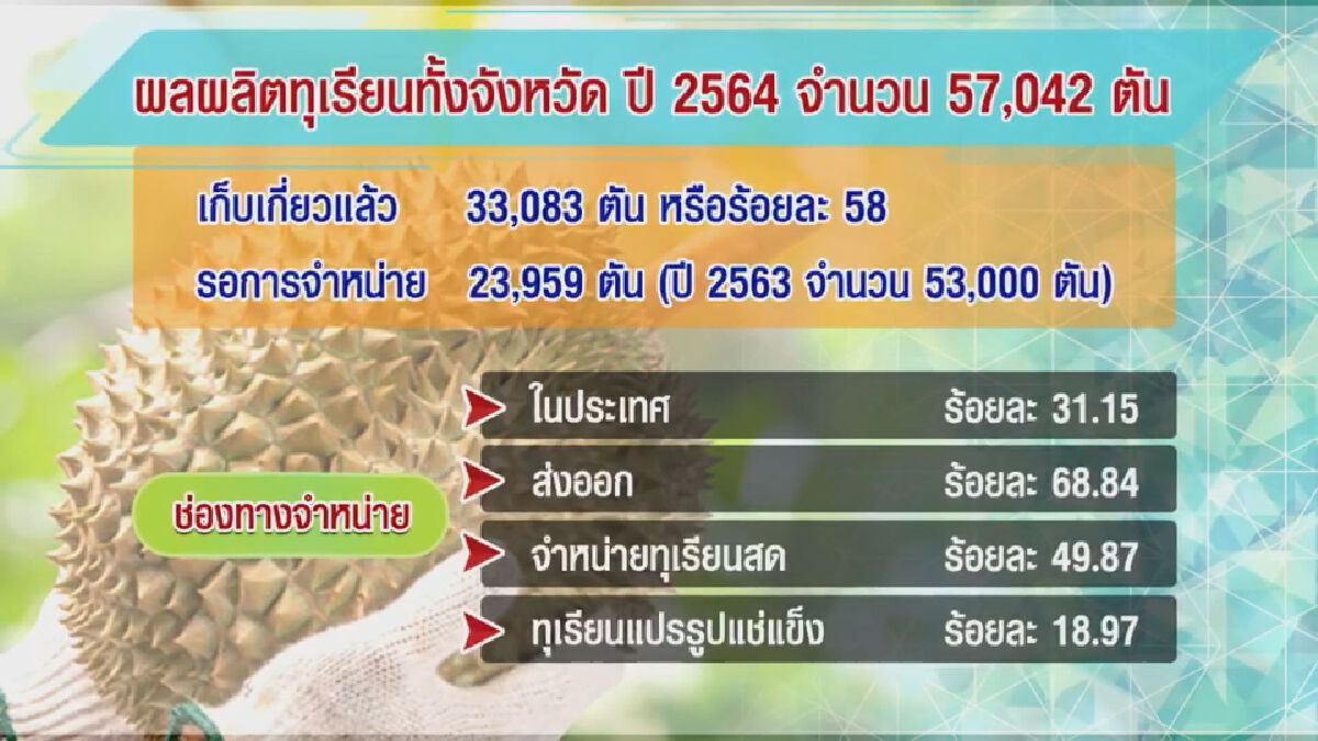 วัคซีนล้ง เกราะป้องกันทุเรียนชายแดนใต้