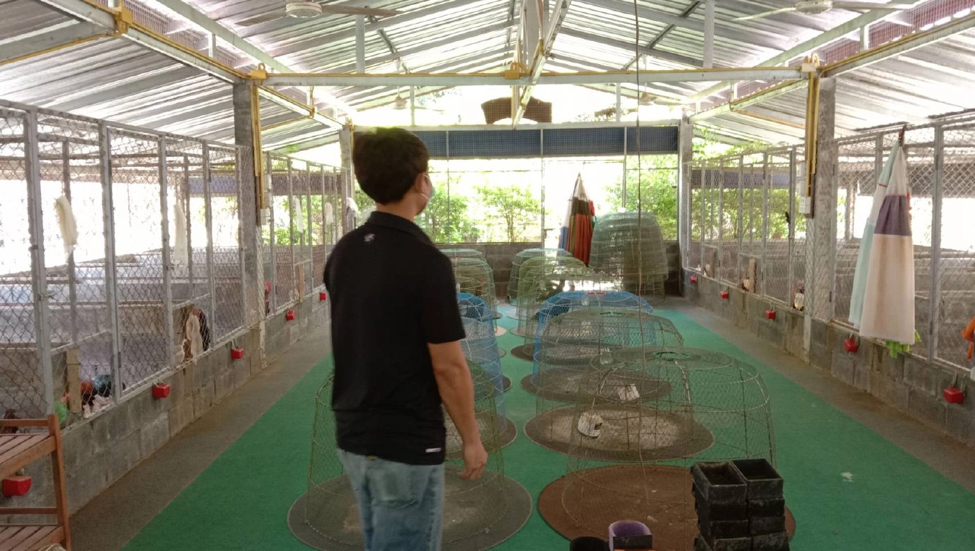 พิษโควิด-19 ฟาร์มไก่ชนชื่อดังเมืองโคราชกระทบหนัก