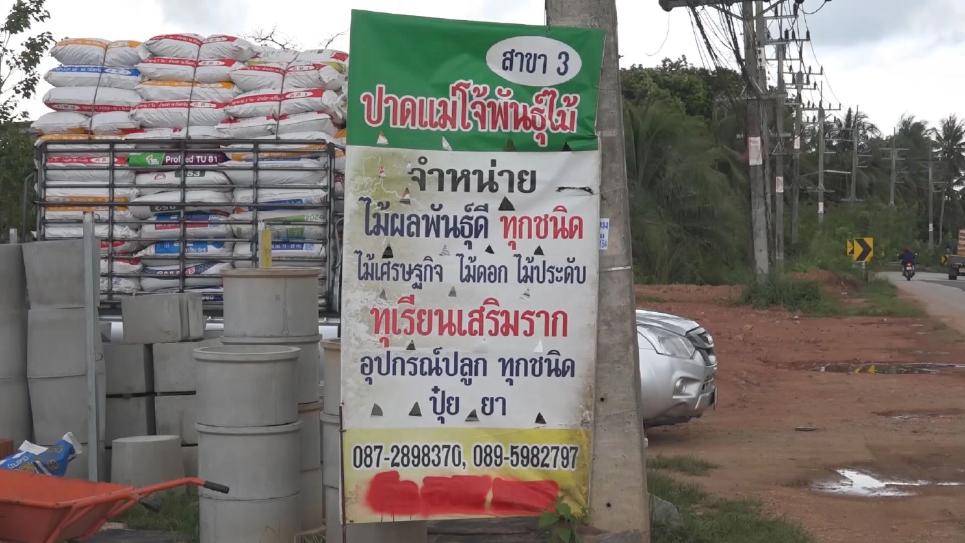 ลำไยคริสตัลม่วงจัมโบ้ ราคาพุ่ง 1,500 บาท/กก.