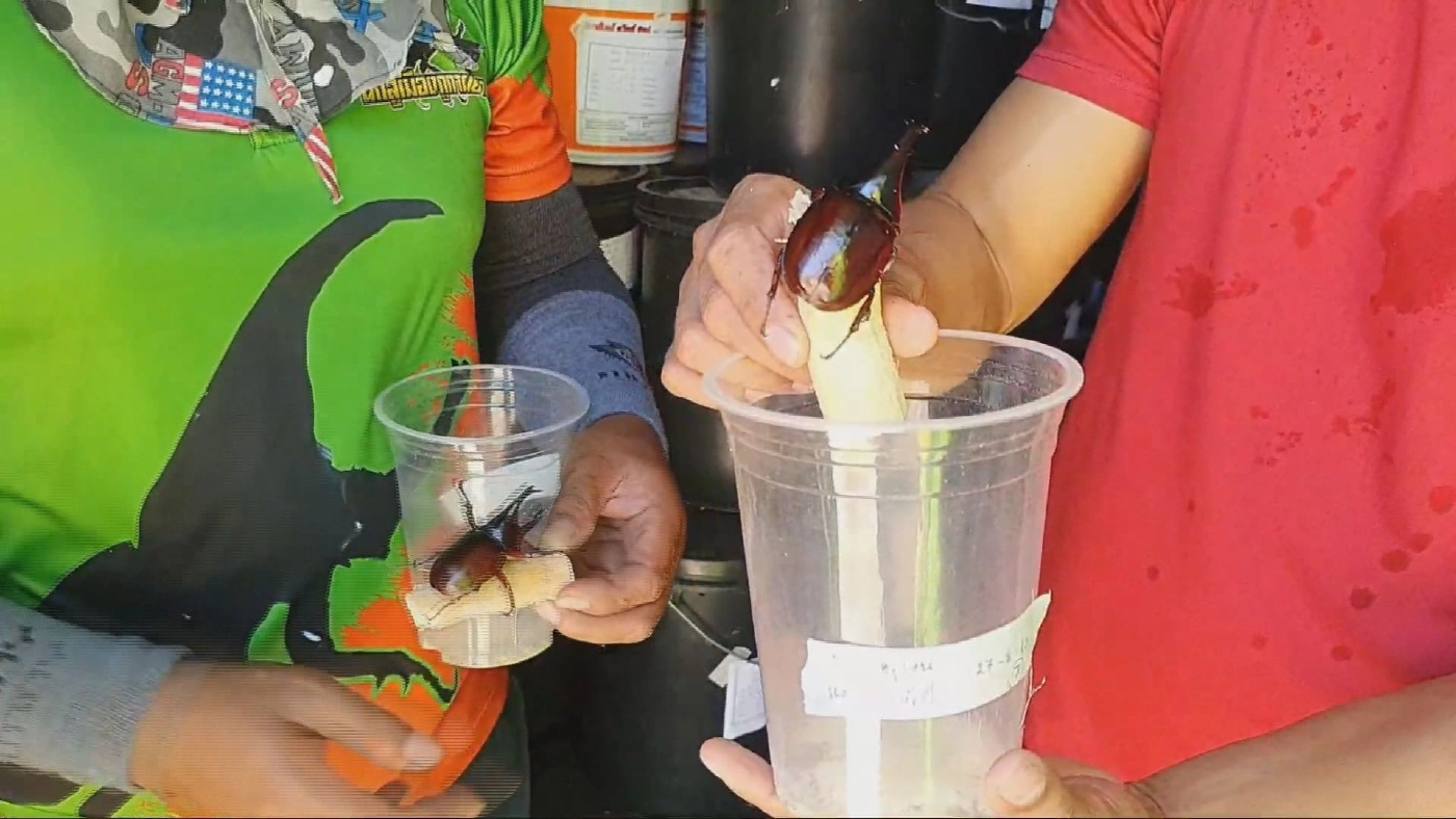 พะเยาลุยเพาะพันธ์  ด้วงกว่าง  สร้างรายได้ยุคโควิด