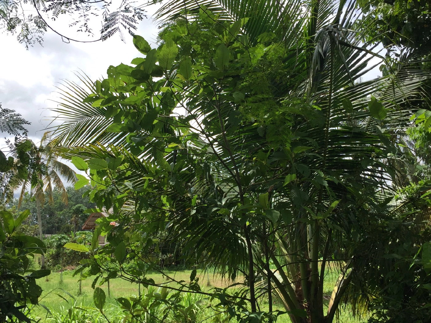 ชาวบ้านเห็นด้วยปลดล็อคพืชกระท่อม จี้รัฐคืนอิสระภาพนักโทษ