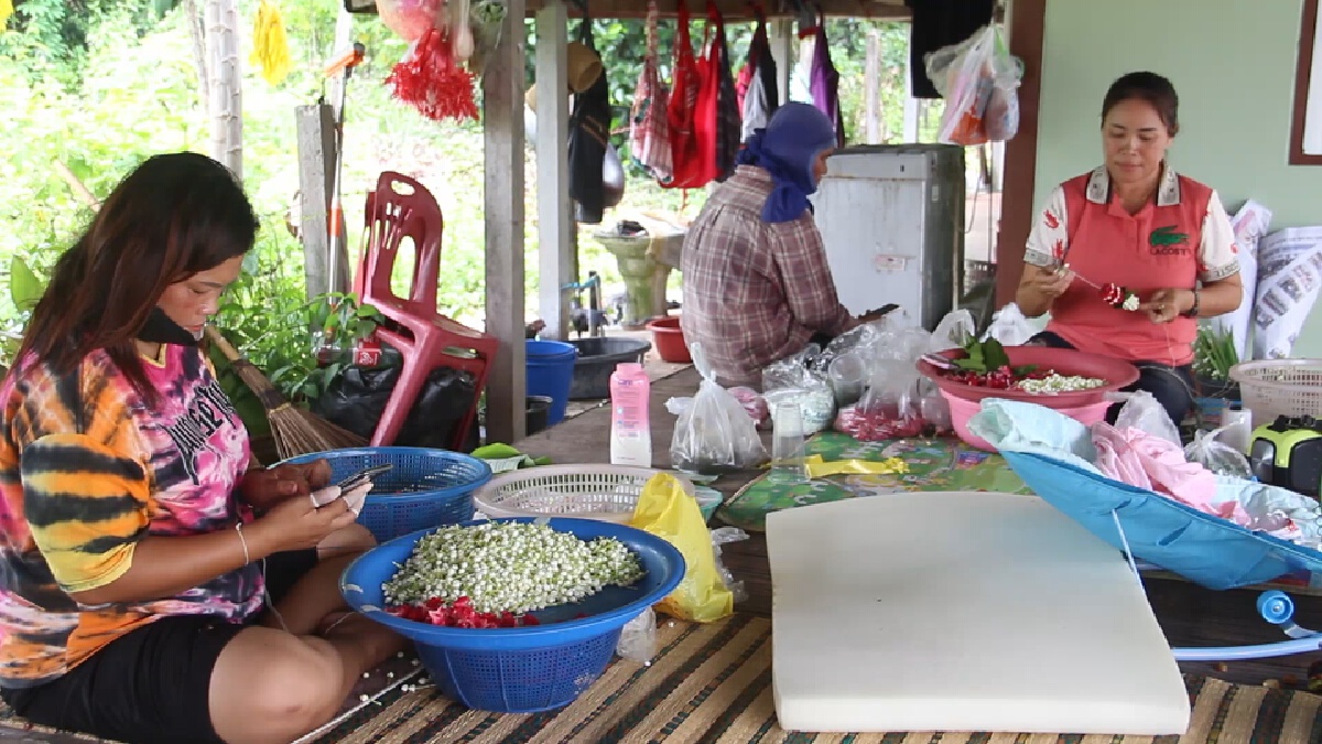 พิษโควิดชาวสวนดอกมะลิครวญราคาต่ำสุดรอบ10ปีช่วงเทศกาลวันแม่