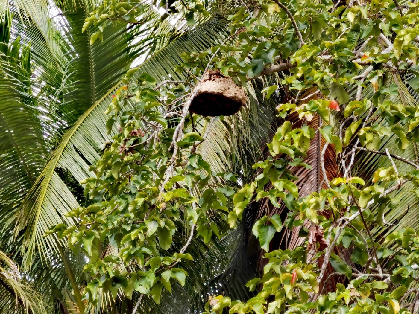 "ต่อหัวเสือ" แตกรังรุมต่อยเด็ก 3 ขวบสาหัส