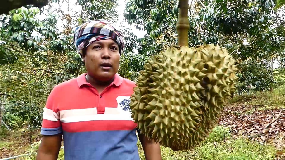 ยกให้ฟรีทั้งสวน "ลองกอง" ปันสุขแจกจ่ายชาวชุมพร
