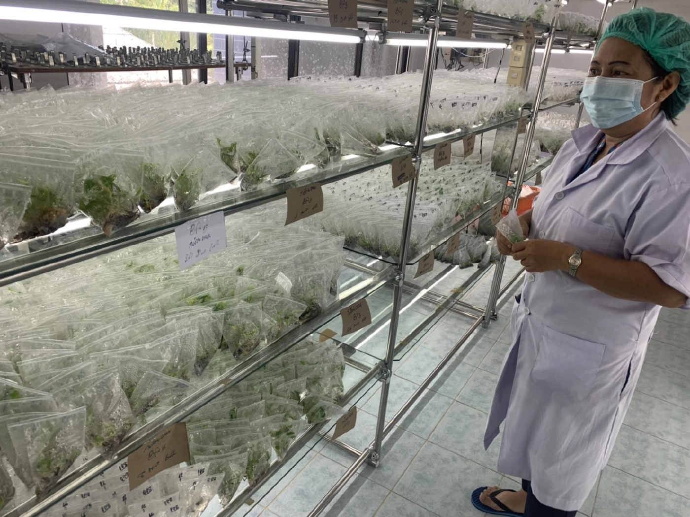 กระแสกล้วยด่างมาแรง ชาวตรังแห่หาซื้อถึงศูนย์เพาะเลี้ยงเนื้อเยื่อ