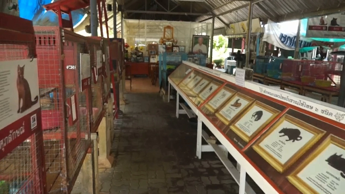 โควิดกระทบศูนย์อนุรักษ์แมวไทยโบราณทายาท