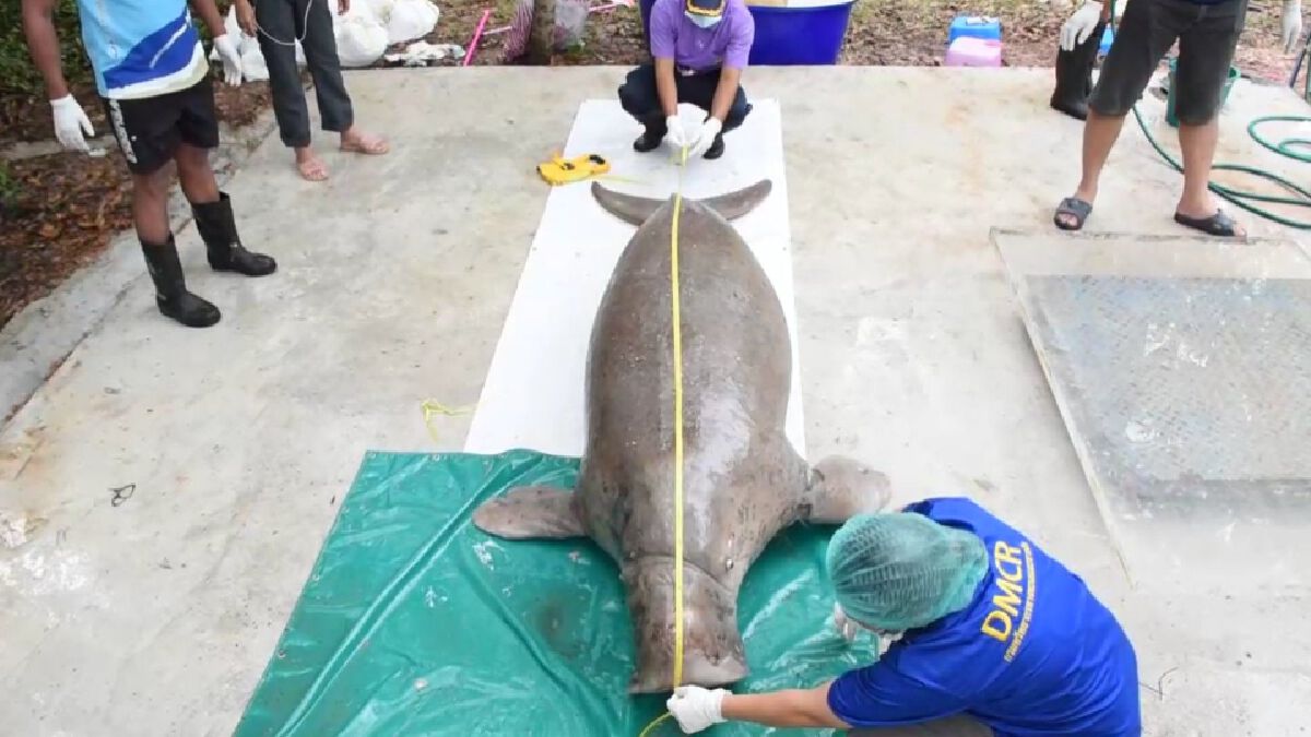 สลด!! ผลพิสูจน์พะยูนทะเลตรังตายเพราะถูกเงี่ยงปลากระเบน