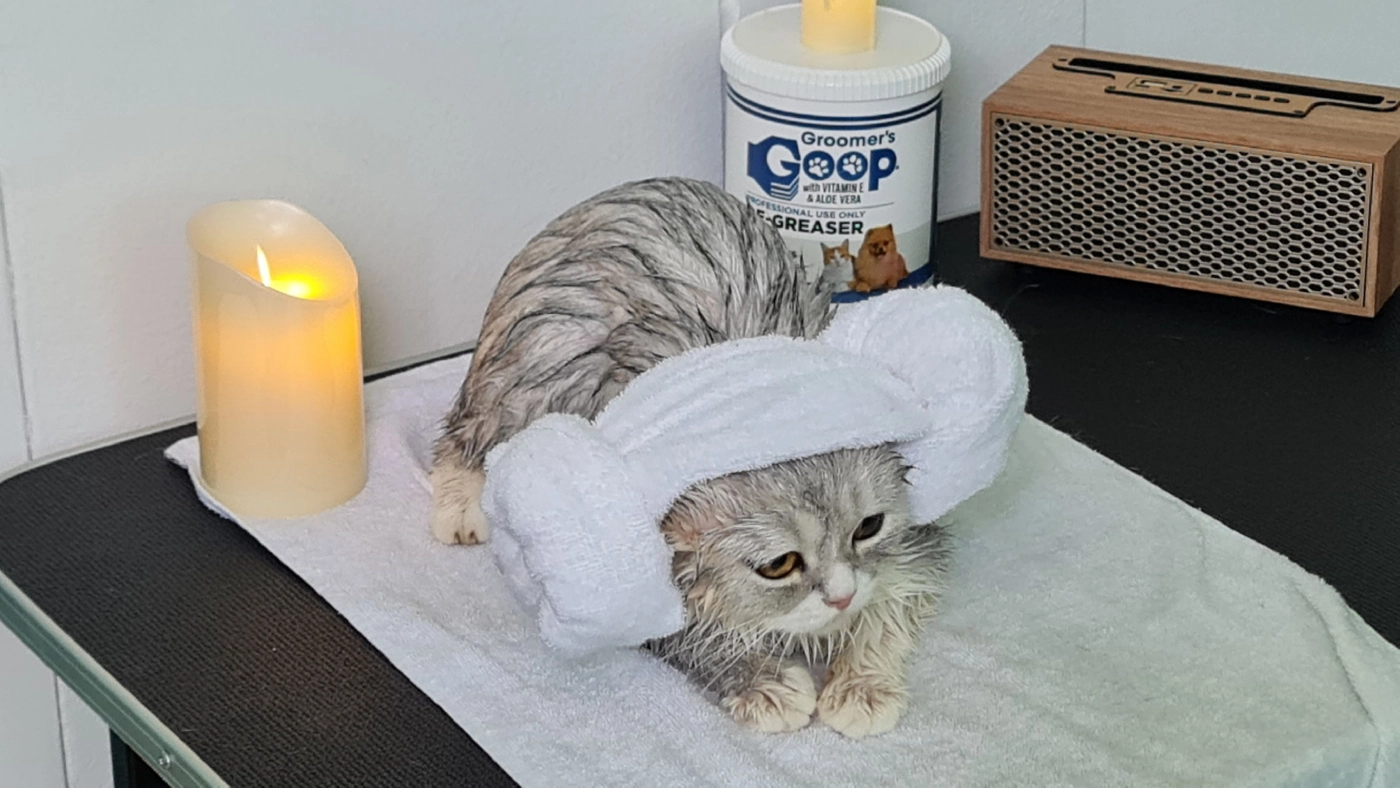 ธุรกิจโรงแรม&สปาแมว สไตล์ญี่ปุ่น-อาชีพทำเงินของคนรักน้องเหมียว