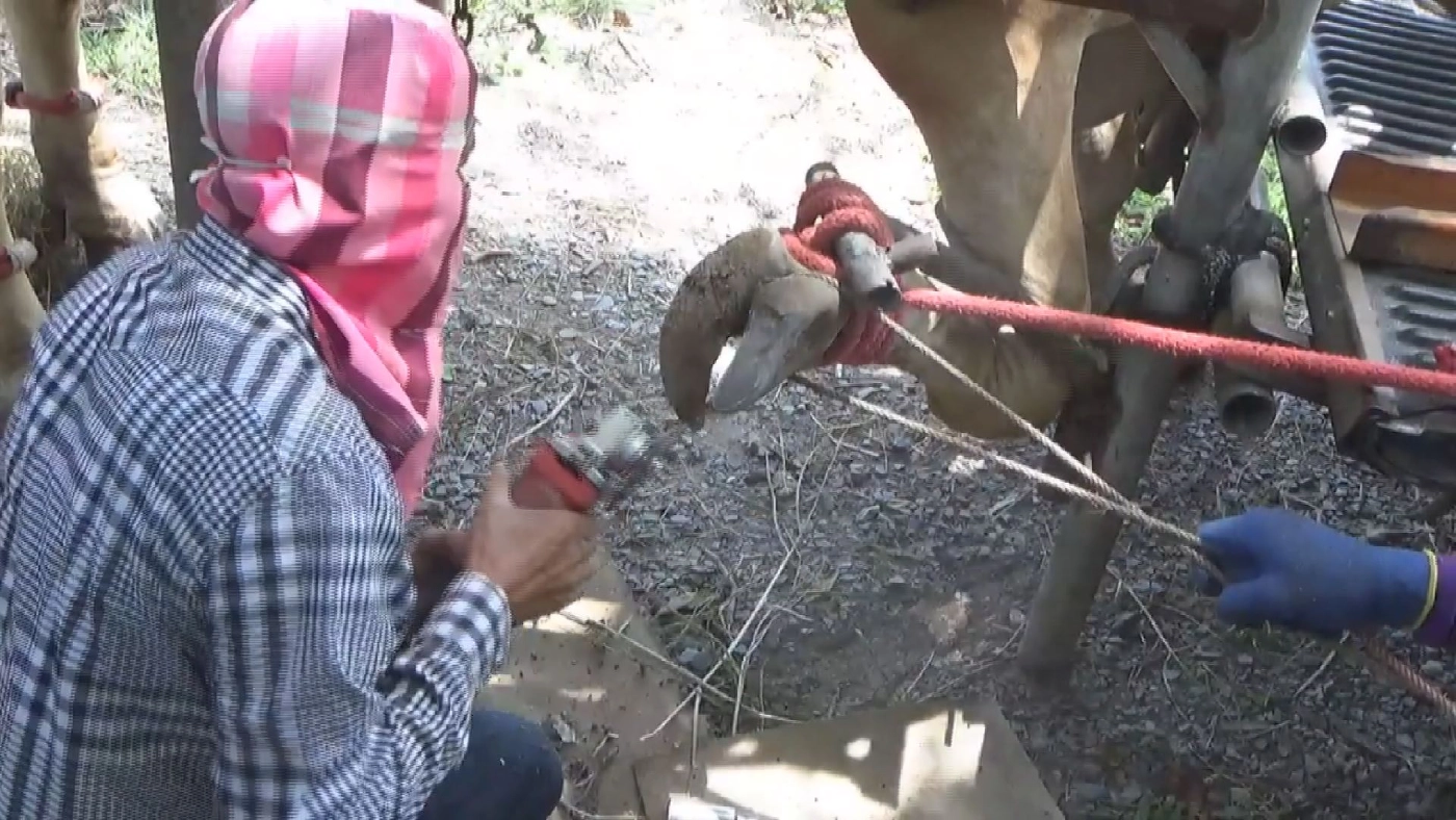 โควิดไร้ผลกระทบ ช่างแต่ง กีบวัว ทำเงิน 2 แสน/เดือน