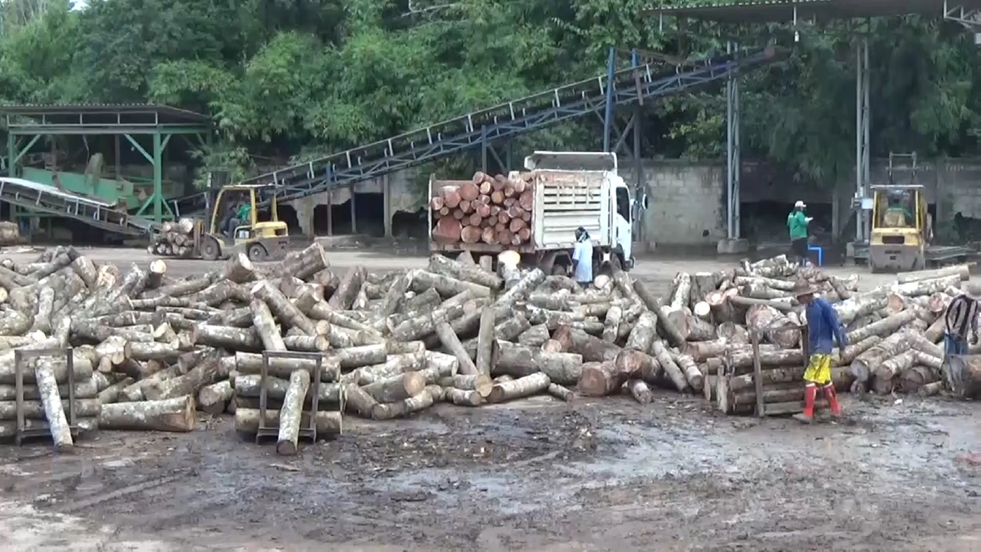 พบโรงงานแปรรูปไม้ยางในตรัง ลักลอบเปิด ผิดกม.