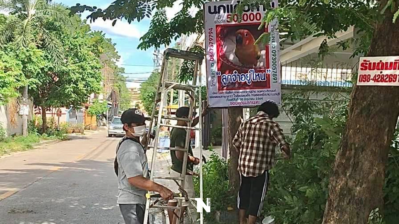 ลูกจ๋าอยู่ไหน ! นกแก้วสุดรักหาย เจ้าของตั้งรางวัลผู้แจ้งเบาะแส 50,000 บาท
