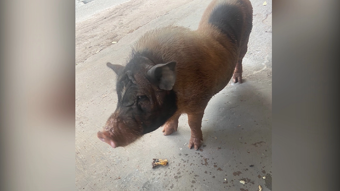 “หมูคลั่ง” ขืนใจ-กัดเบาะรถ จยย.ชาวบ้าน พบประวัติฉาวอื้อ