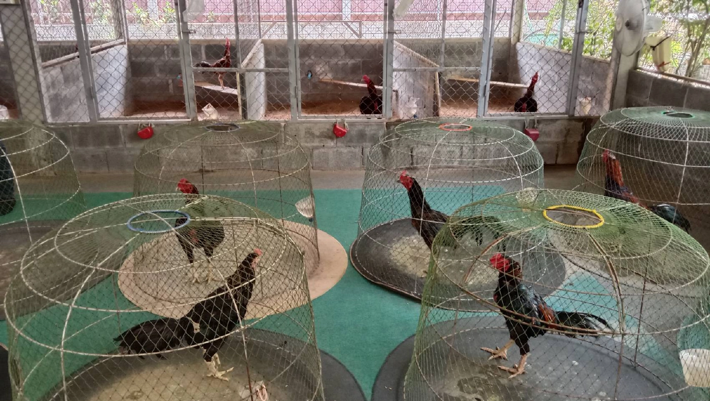 พิษโควิด-19 ฟาร์มไก่ชนชื่อดังเมืองโคราชกระทบหนัก