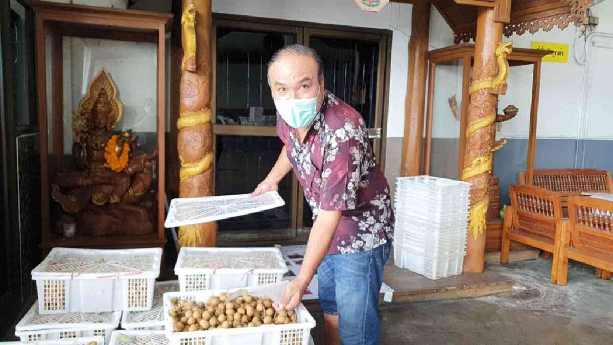 "ล้งลำไย"ลุ้นจีนผ่อนปรนปัญหาเพลี้ยแป้ง
