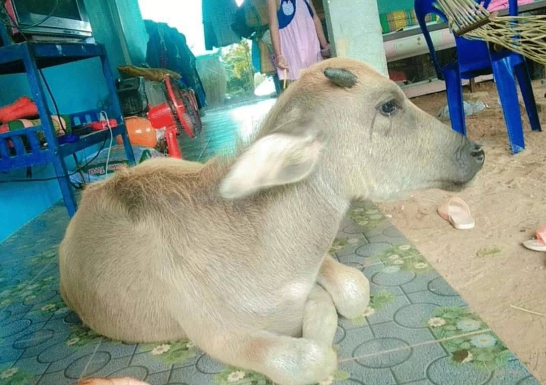 ทึ่งควายแสนรู้ ชอบนอนหนุนตักยายและดูดนมในขวดคล้ายกับลูกคน