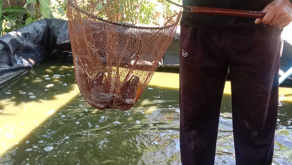 กำนันเปิดสวนหลังบ้านให้ชาวบ้านเข้ามาเก็บผัก-จับปลาฟรี