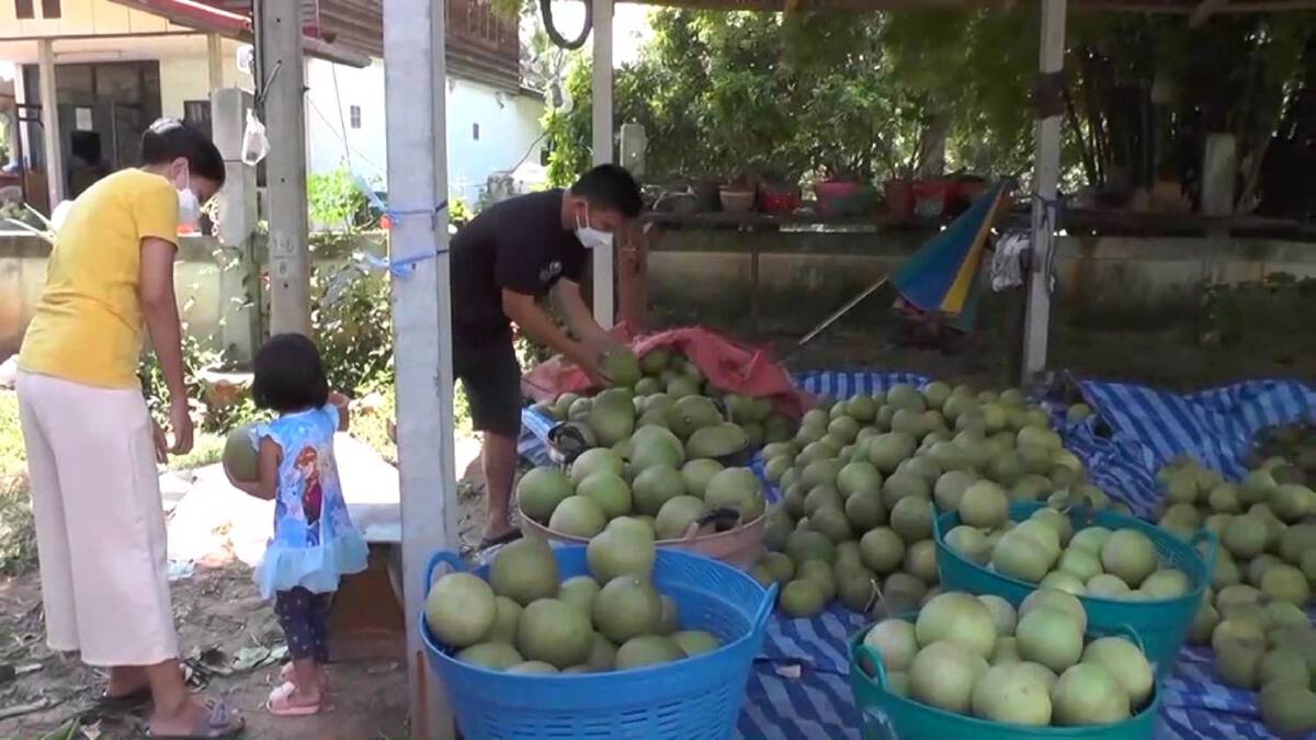 ส้มโอหวานเงินล้านบ้านแท่นขายดีมียอดส่งออกจีน ไม่กระทบแม้โควิดระบาด