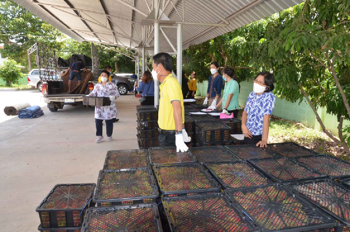 สหกรณ์เมืองน้ำดำ ซื้อเงาะช่วยชาวสวนสุราษฎร์ฯ 3 ตันผลผลิตตากค้างช่วงโควิด