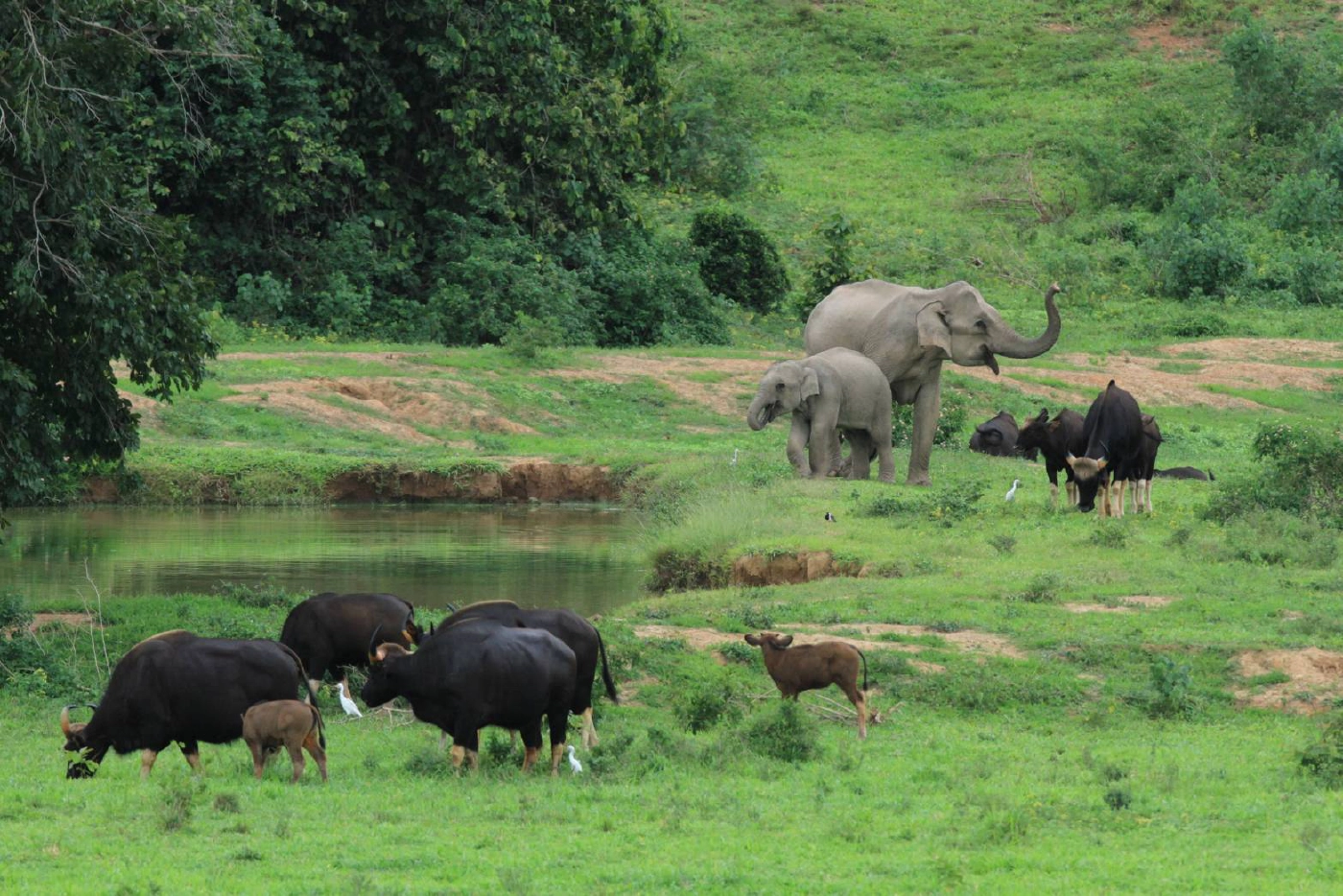 กรมอุทยานฯเติมคลังยา ป่ามรดกโลกแก่งกระจาน