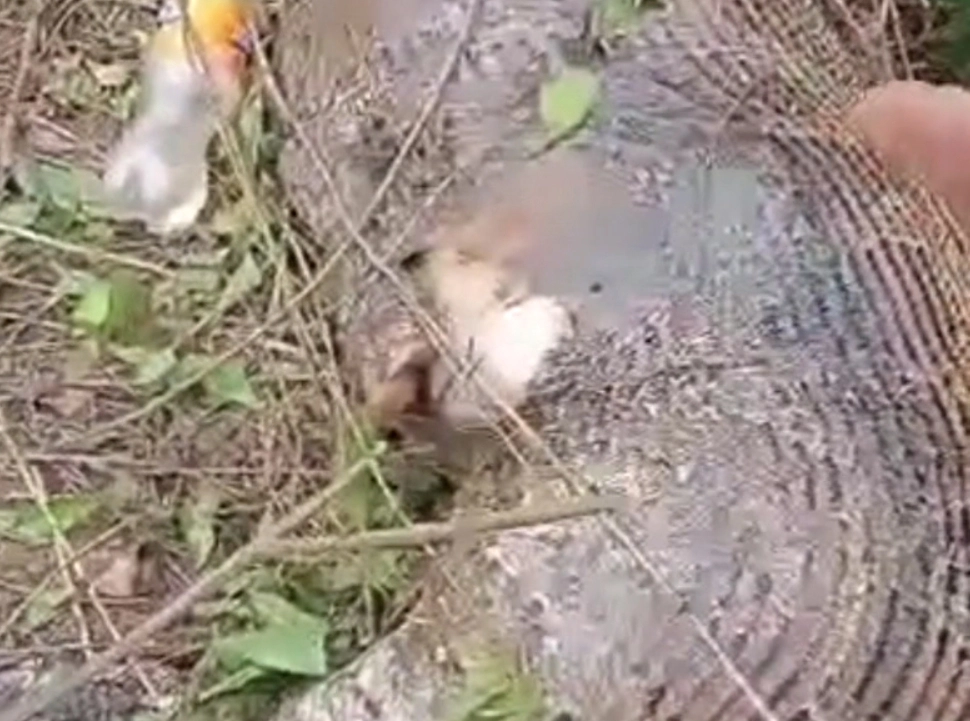 ตะลึง!"งูเหลือม"เขมือบวัว-จนท้องแตกตาย