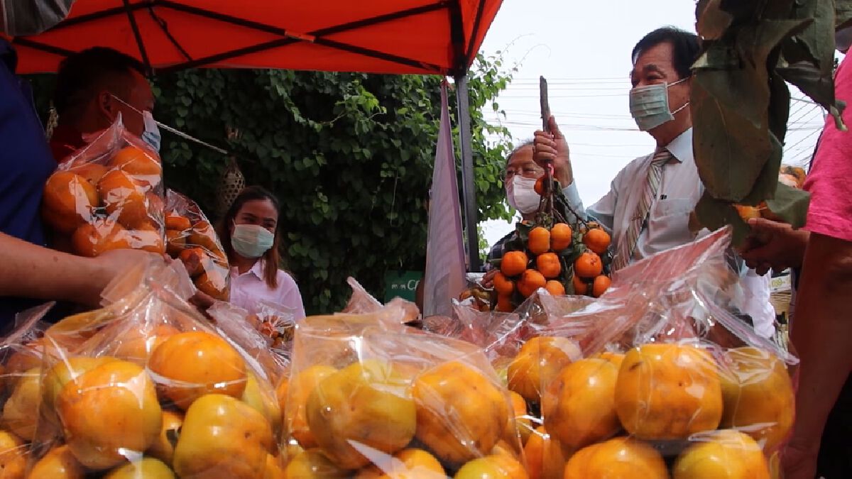 ผลผลิตทะลัก! พิษณุโลกเร่งระบาย ลูกพลับ