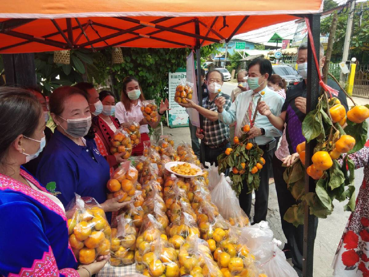 แห่อุดหนุน"ลูกพลับปลอดสาร"บ้านใหม่ร่องกล้า