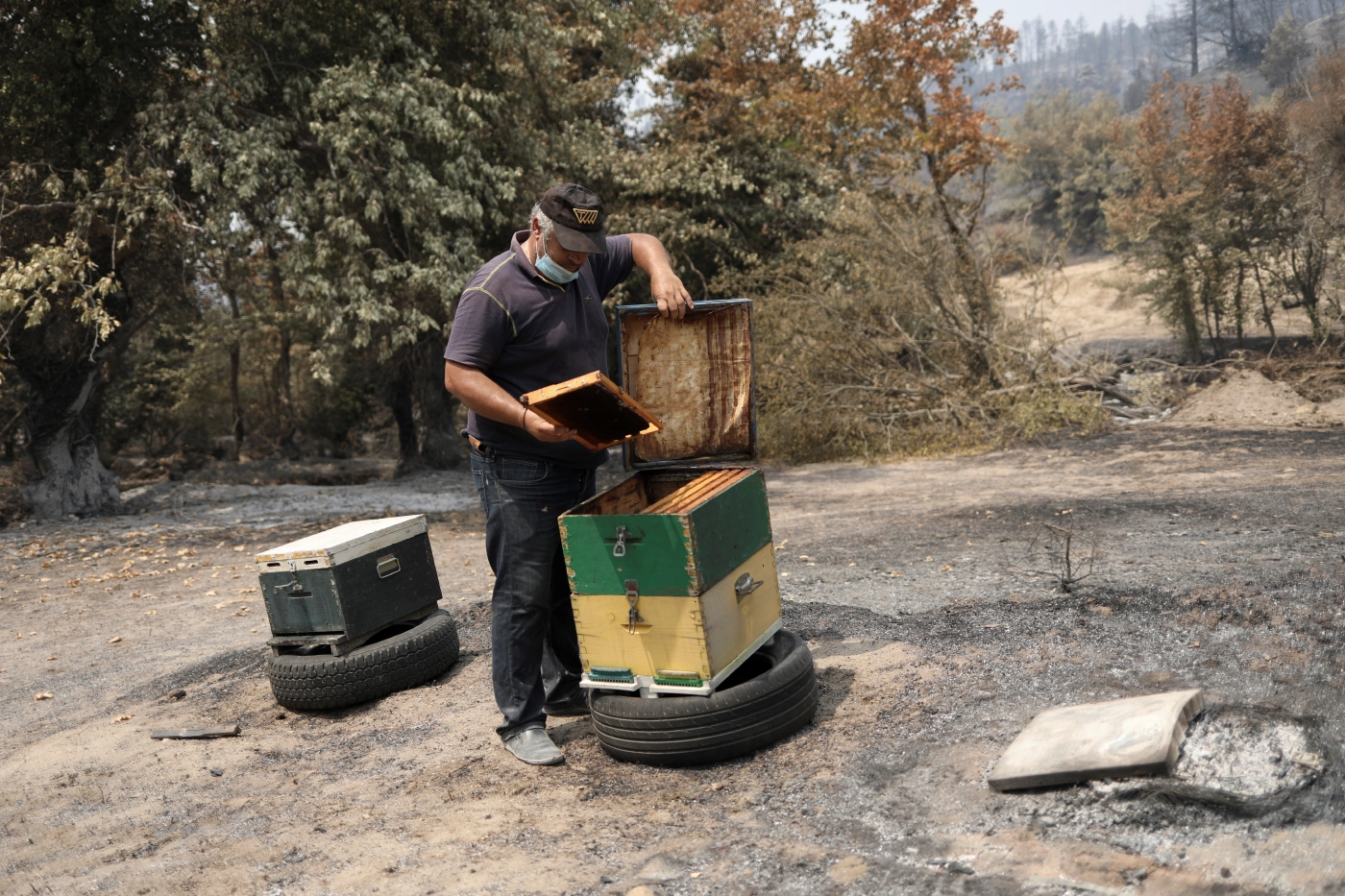 ชีวิตที่พังพินาศของคนเก็บยางไม้ต้นสนแห่งกรีซ หลังไฟป่าเผาต้นไม้วอด